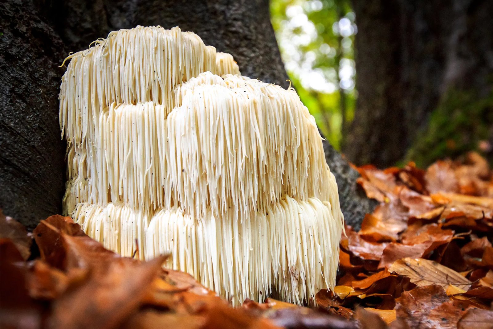 Lion's Mane mushroom with its distinctive appearance
