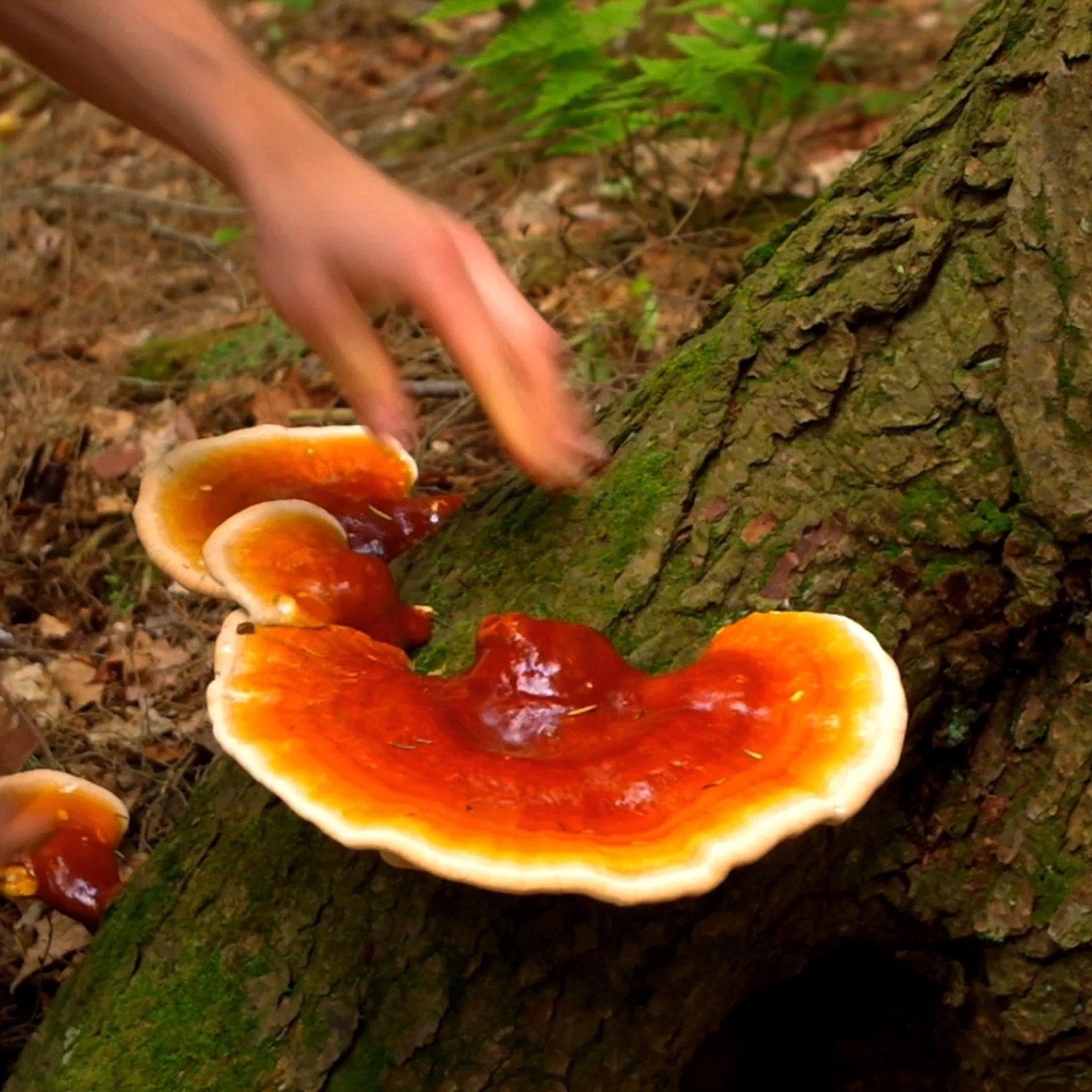 Reishi mushroom growing in nature
